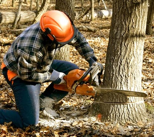 Tree Removal in Hollywood, AL